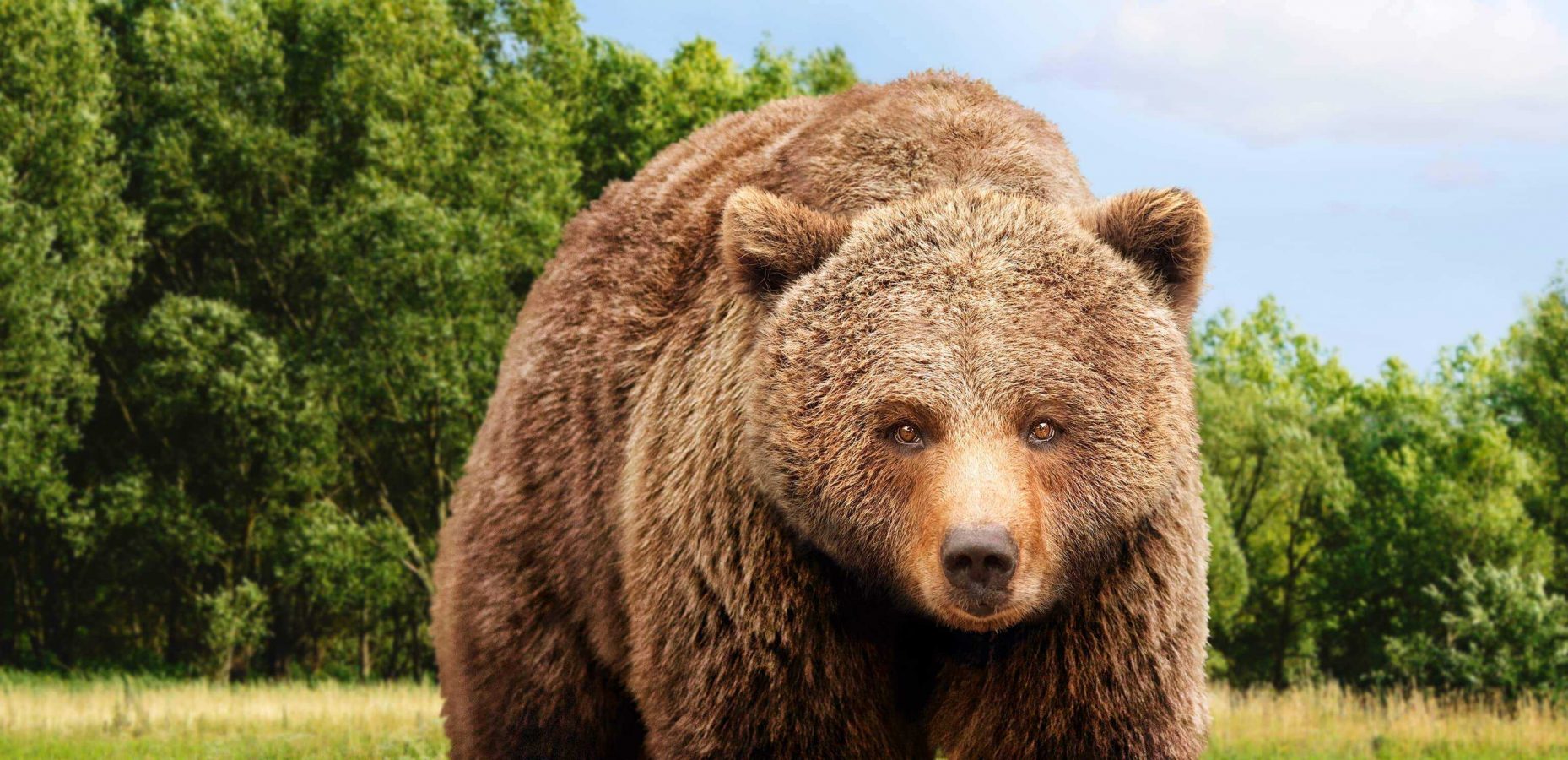 A brown bear that stands for the campaign of the Four Paws for the rescue of bears
