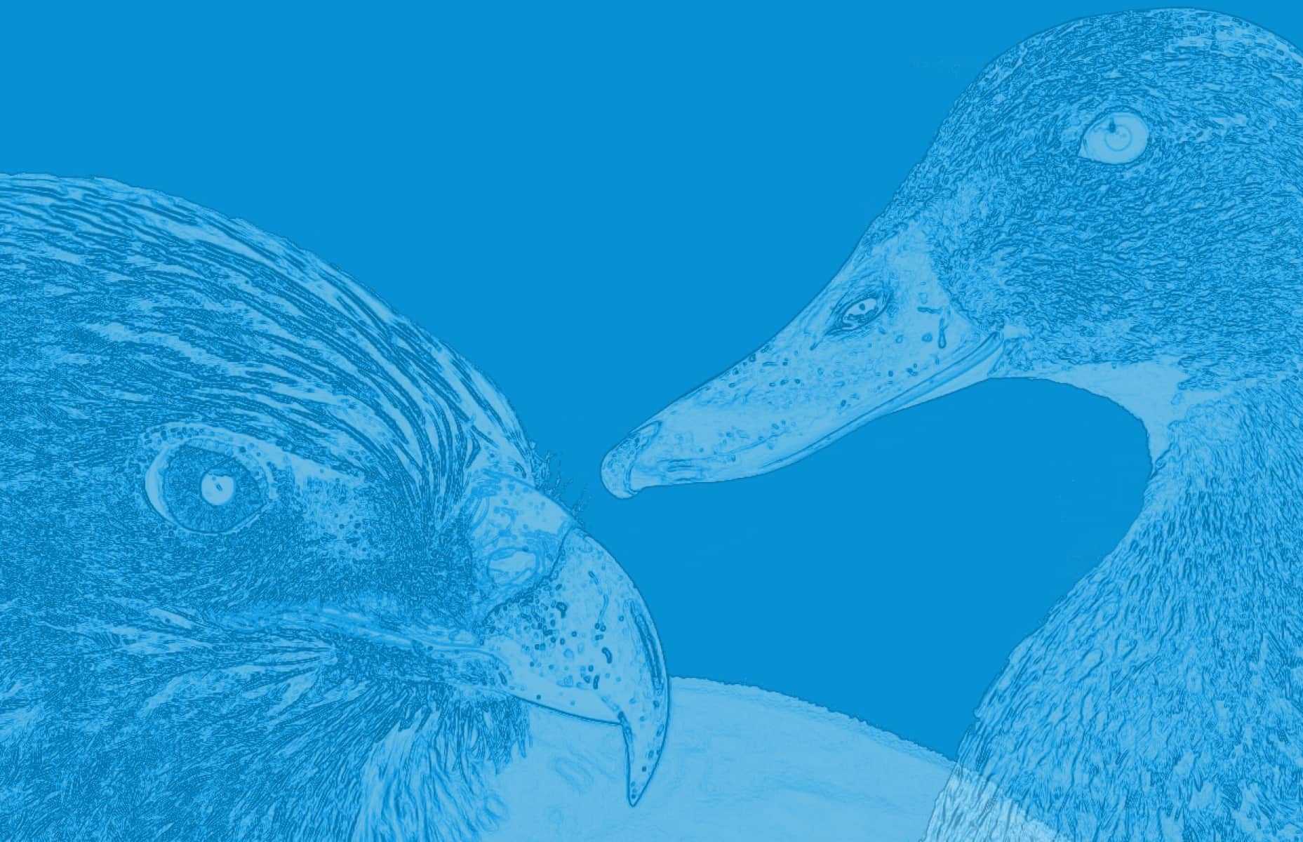 Digitalsunray beschreibt mit einem Adler und einer Ente wieso Digitalsunray ein guter Arbeitgeber ist